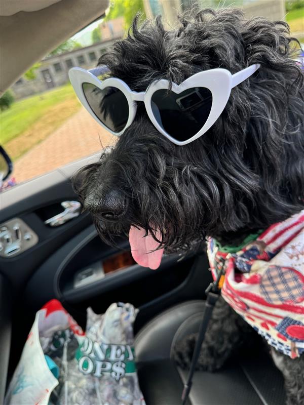 Bella Office Dog